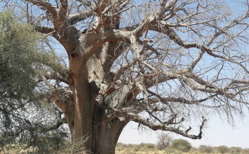 Three new videos about baobab, its value chain and how it contributes to rural livelihood