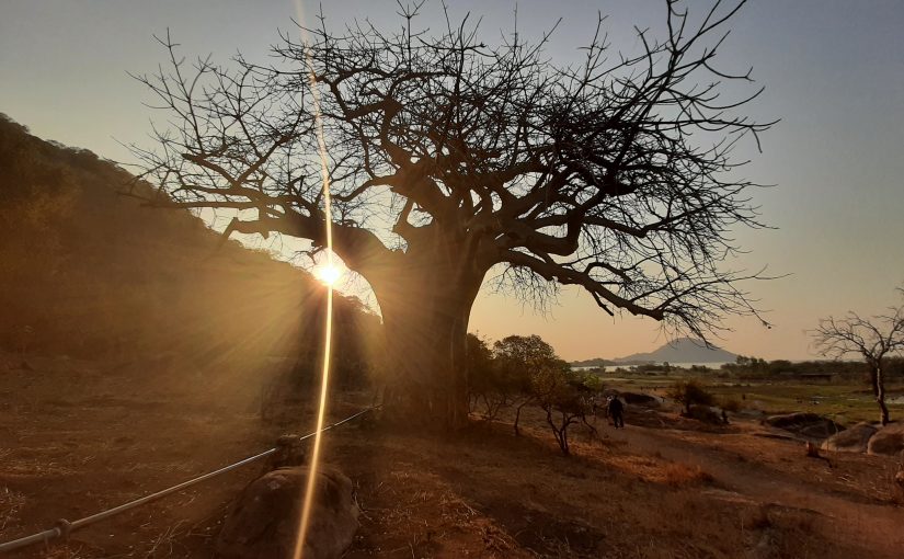 New Website of the African Baobab Alliance